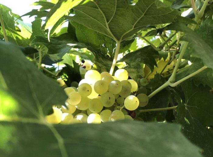 Weißwein Regionen