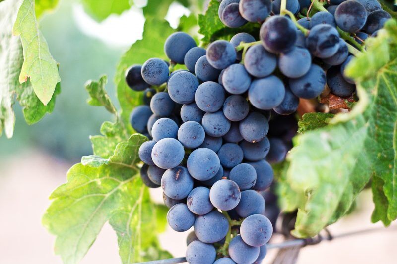 Rotwein Sorten