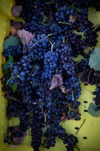 Merlot eine grossartige Rebsorte