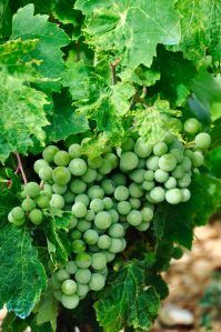 Chardonnay Weißwein