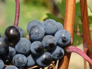 Sagrantino