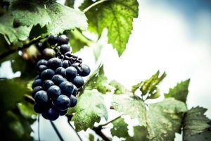 Cabernet Sauvignon