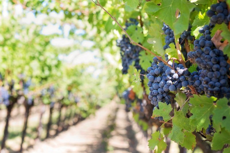 Nebbiolo in ALba