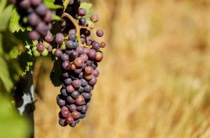 sangiovese