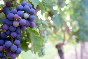 Merlot