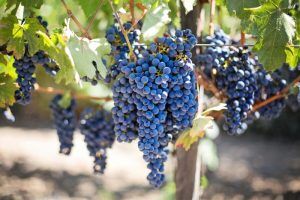negroamaro aus Apulien