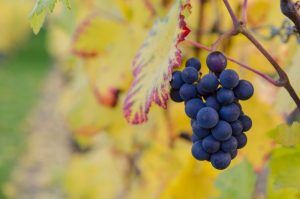 montepulciano der Rote aus der Toscana