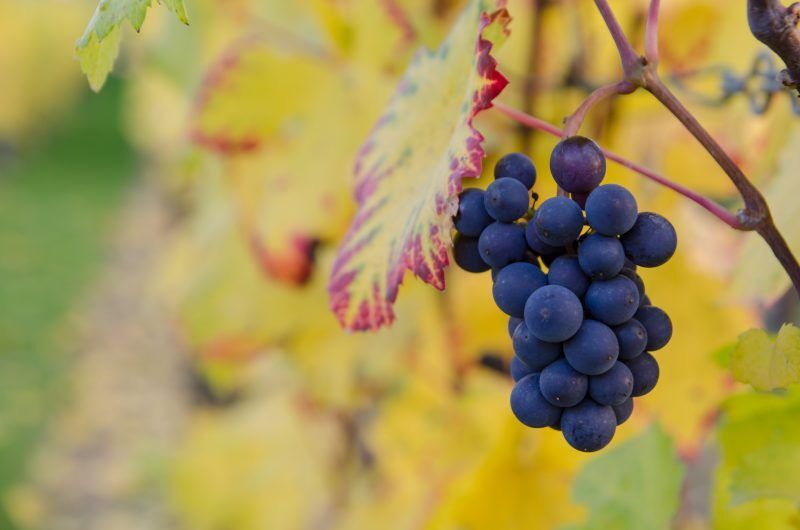 montepulciano der Rote aus der Toscana