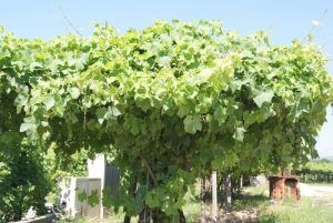 Corvina Rebsorte