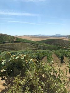 Weinberge Spadafora