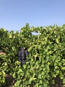 Weintrauben vom Weingut Spadafora in Sizilien