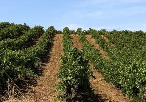 Weinberge mit Catarratto Trauben