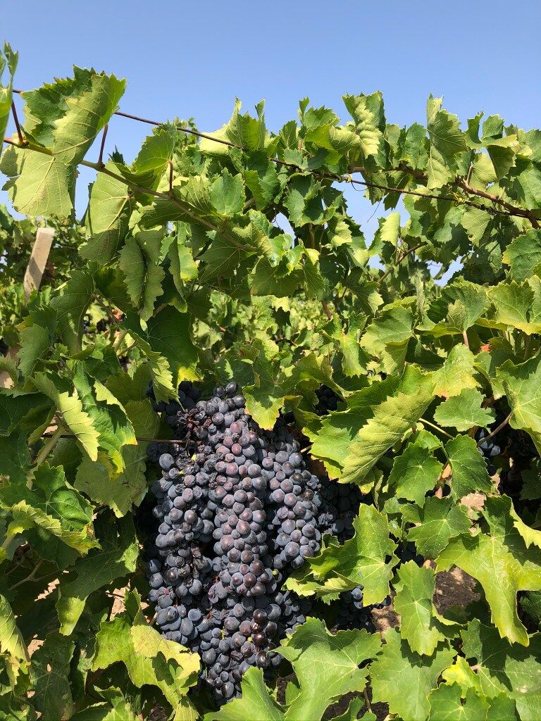 Rotwein Trauben