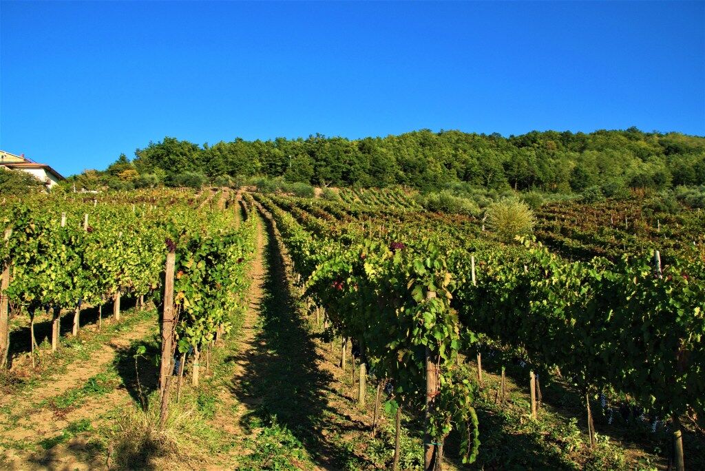 Weinberge in Castelfranci