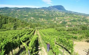 Taurasi Wein