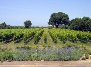 Bolgheri