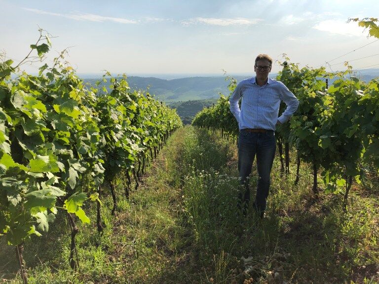 Weißweine in Veneto am Beispiel des Custoza