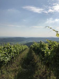 Custoza