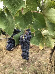 Barbera