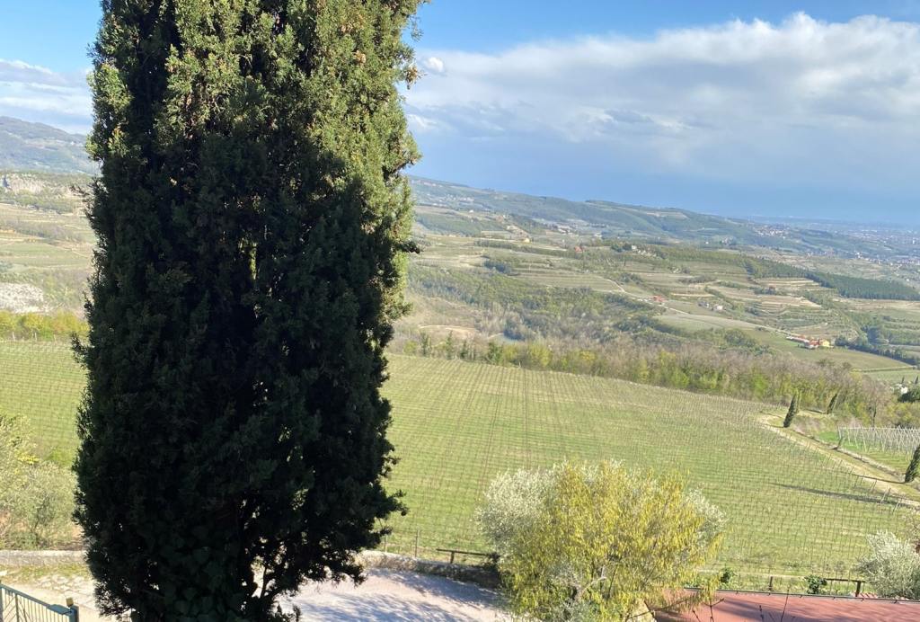 Trebbiano Weinfelder