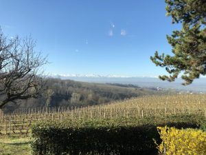 Barbaresco und Barolo