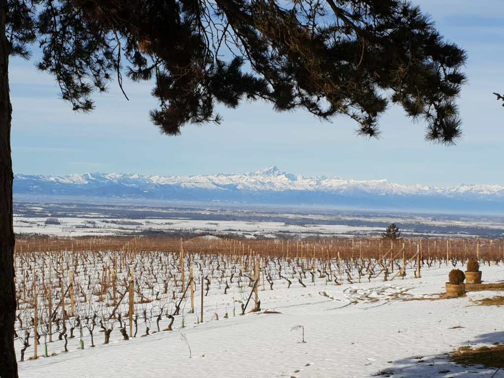 Piemont und die Berge mit Dolcetto Reben