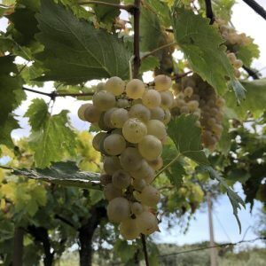Trebbiano d’Abruzzo
