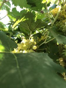 Vermentino Trauben