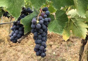 Rebsorte Montepulciano