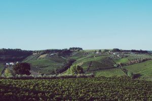 Weinfelder von agriCosimo