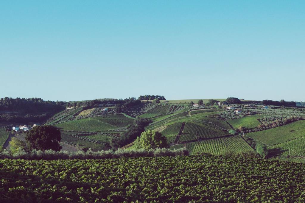 Pecorino Wein von agriCosimo