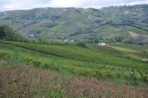 Passerina Wein