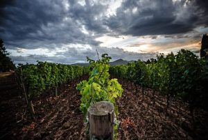 Cabernet Franc Felder