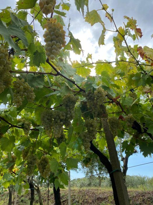 Beste Weine Sizilien