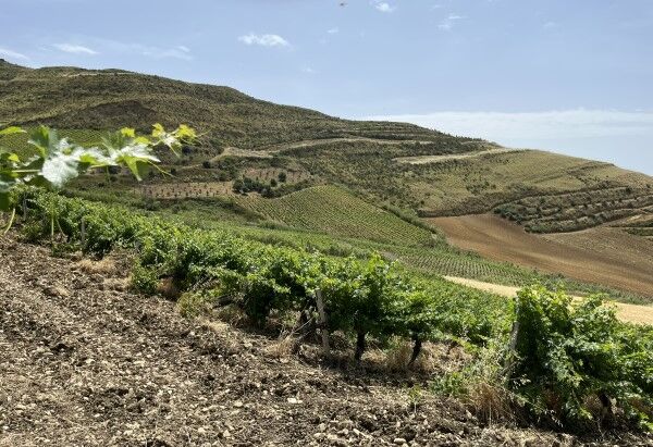Beste Weine Sizilien