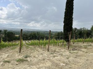 Die Region vom Teroldego