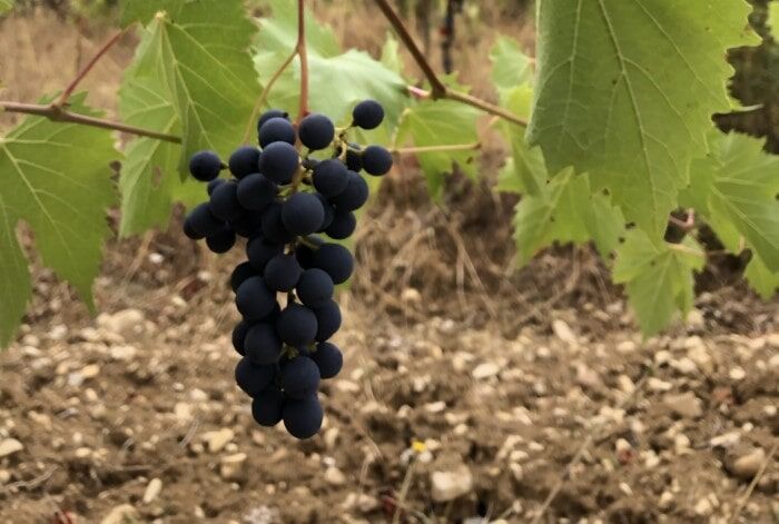 Pinot Noir Trauben
