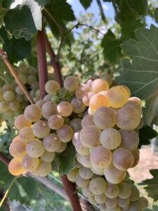 Malvasia Trauben