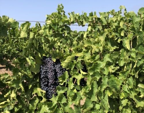 Syrah Trauben 