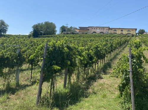Weingut in den Abruzzen