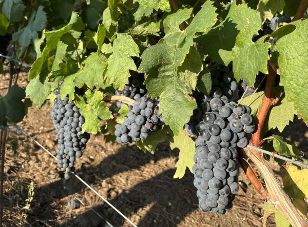 Primitivo Trauben